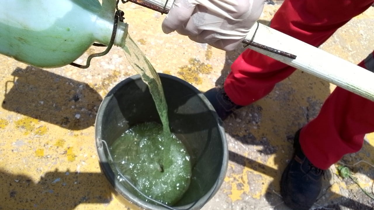 Cianobacterias 2