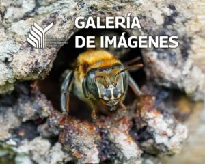 Galería Imagen de una abeja INIA